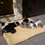 3 Wochen alt, erster Ausflug in die Sonne