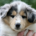 Hndin #1, 7 Wochen alt