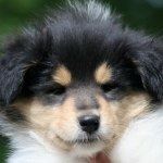 Hndin #3, 7 Wochen alt