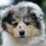 Rde #1, 7 Wochen alt