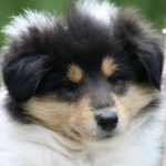 Rde #2, 7 Wochen alt