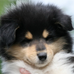 Rde #3, 7 Wochen alt