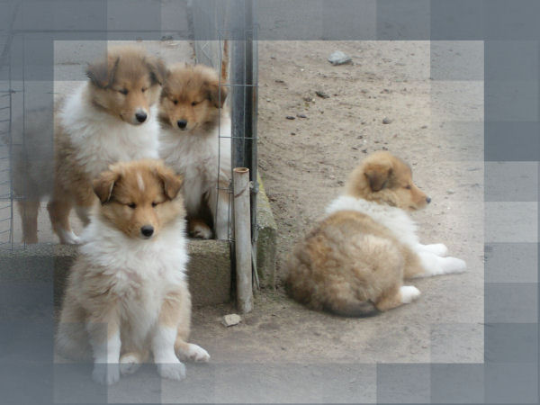 Welpen aus Gritt und Mishu